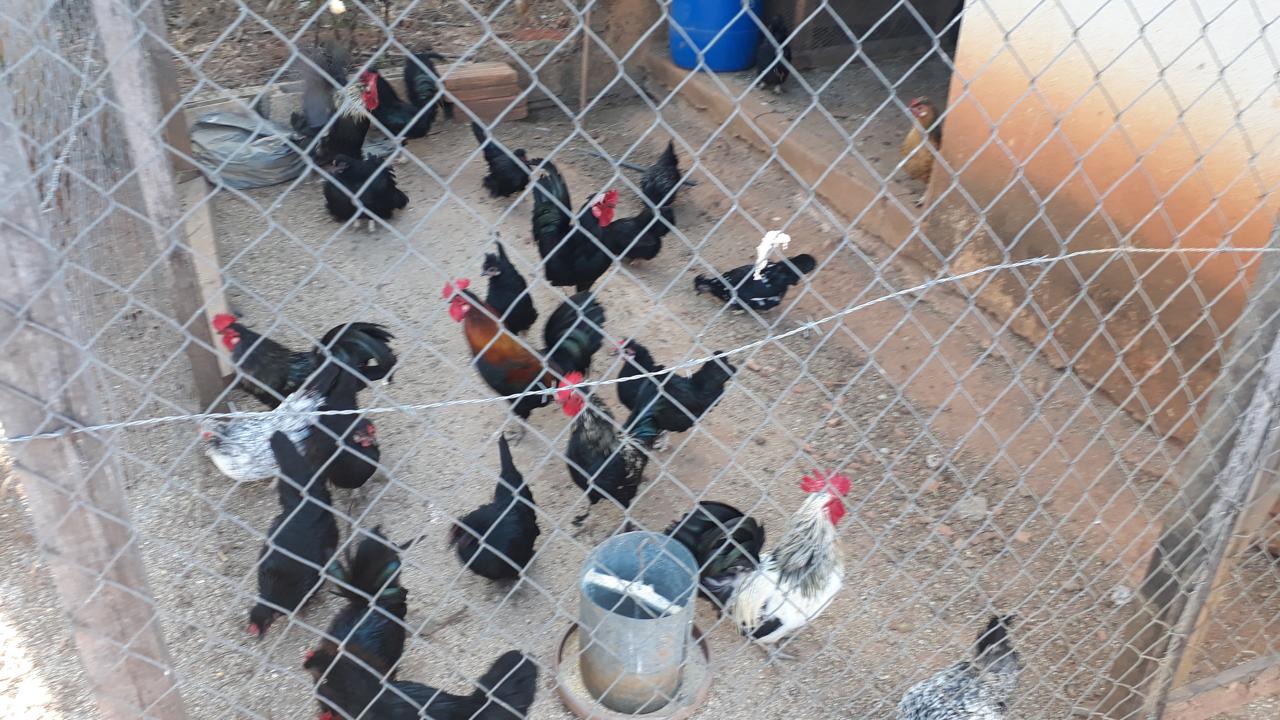 Animaizinhos da Pousada Manancial Animaizinhos da Pousada Manancial