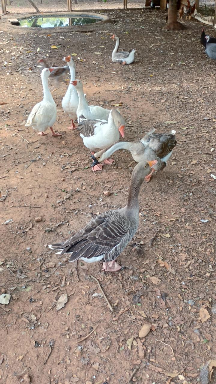 Animaizinhos da Pousada Manancial Animaizinhos da Pousada Manancial