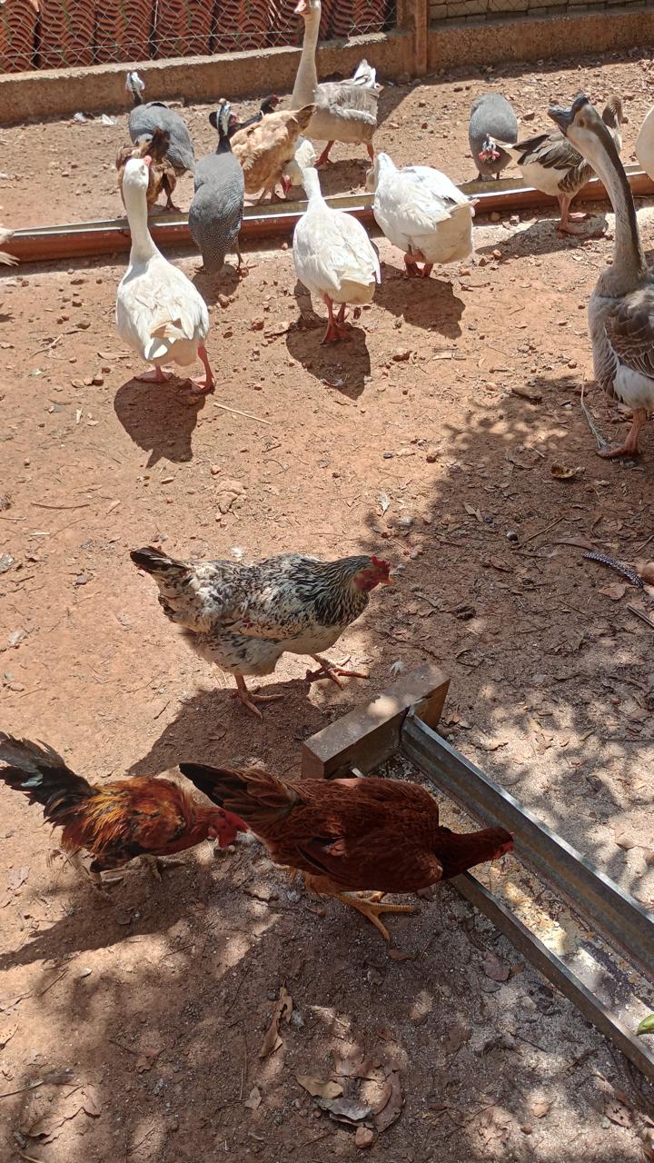 Animaizinhos da Pousada Manancial Animaizinhos da Pousada Manancial