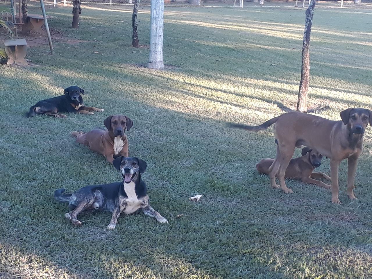 Animaizinhos da Pousada Manancial Animaizinhos da Pousada Manancial