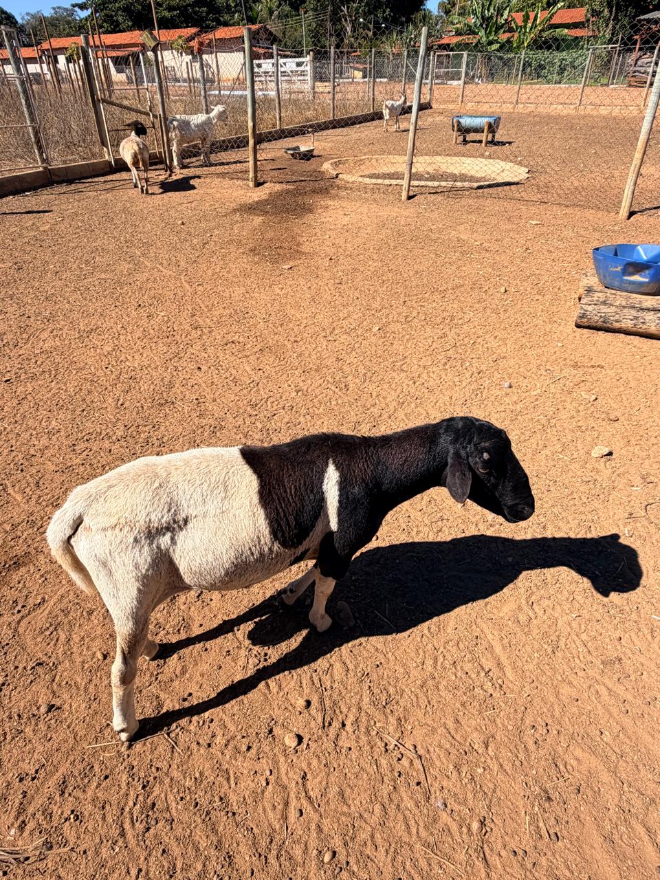 Animaizinhos da Pousada Manancial Animaizinhos da Pousada Manancial