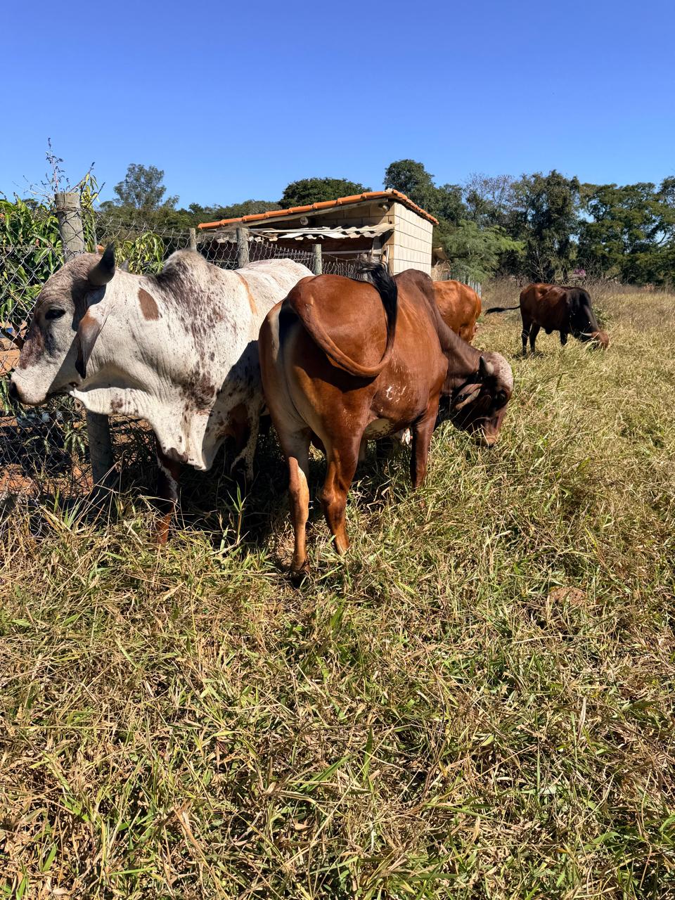 Animaizinhos da Pousada Manancial Animaizinhos da Pousada Manancial