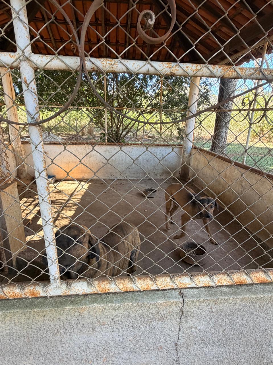 Animaizinhos da Pousada Manancial Animaizinhos da Pousada Manancial
