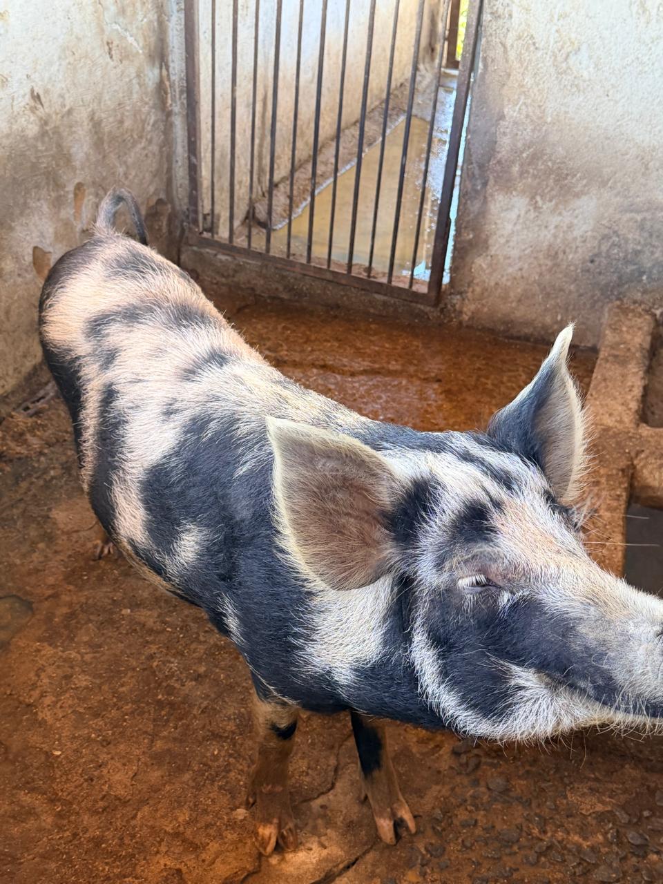 Animaizinhos da Pousada Manancial Animaizinhos da Pousada Manancial